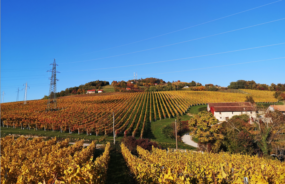 Les vins de Slovénie : à la découverte des vignobles slovènes