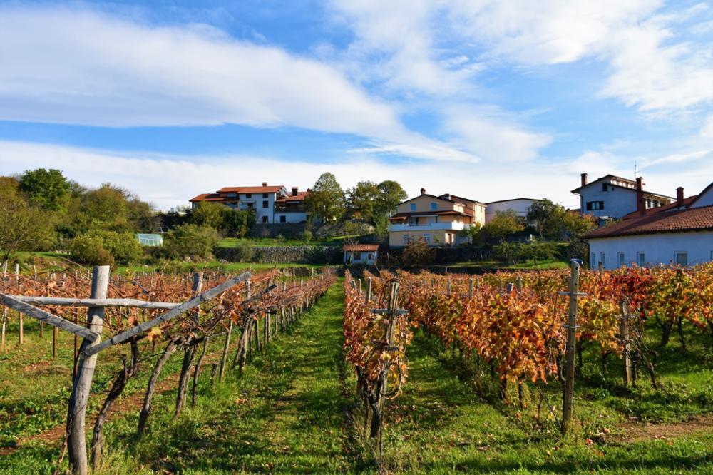 Les vins de Slovénie : à la découverte des vignobles slovènes